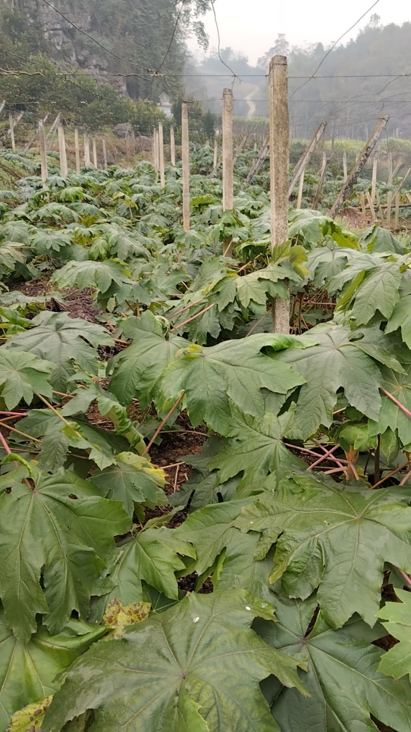 大通草苗