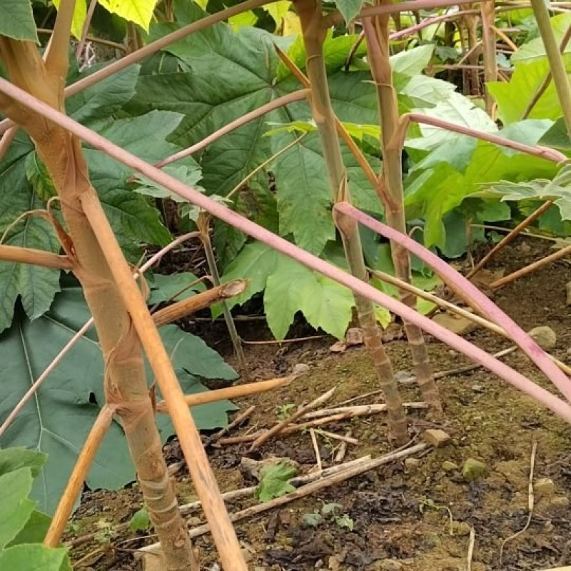 大通草苗