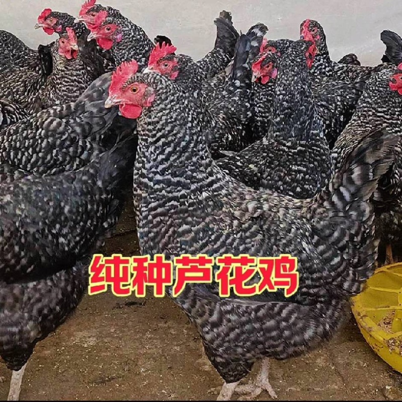 纯种芦花鸡/基地直发/规格齐全/大量现货/欢迎选购