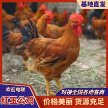 红玉公鸡/山东济宁嘉祥发货/农家自己养殖/溜达鸡