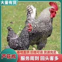 纯种芦花鸡/基地直发/规格齐全/大量现货/欢迎选购