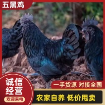 五黑鸡/绿壳蛋鸡/山东济宁产区直发/农家自养
