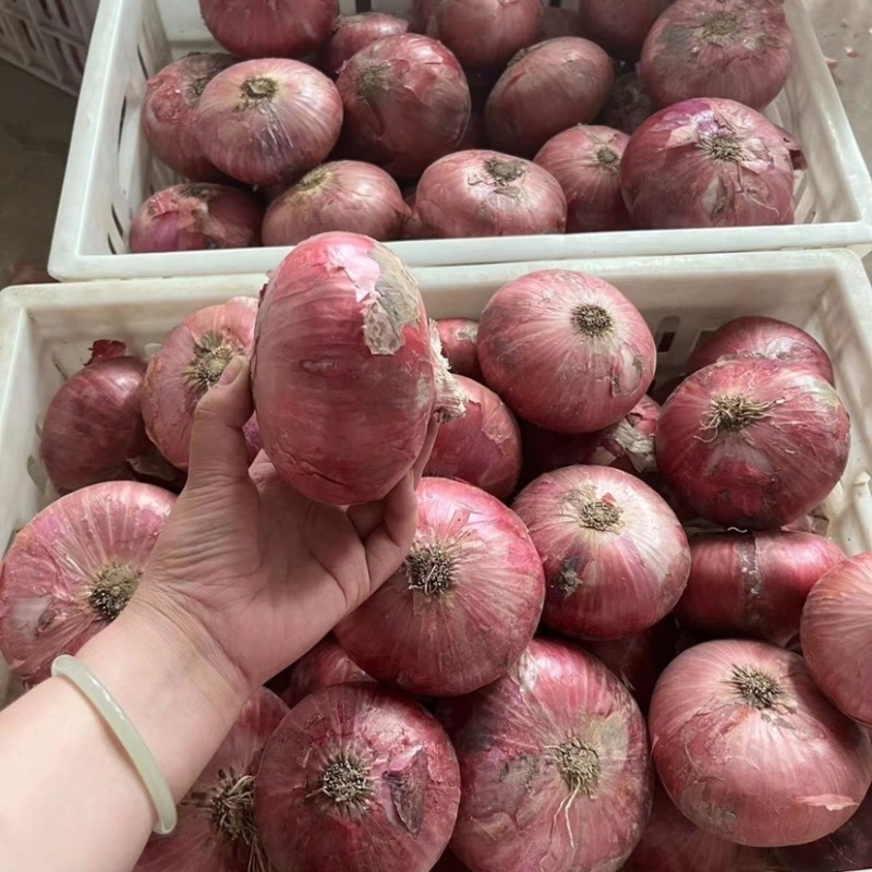 二红洋葱/水果洋葱/山东聊城产区直发/货源充足