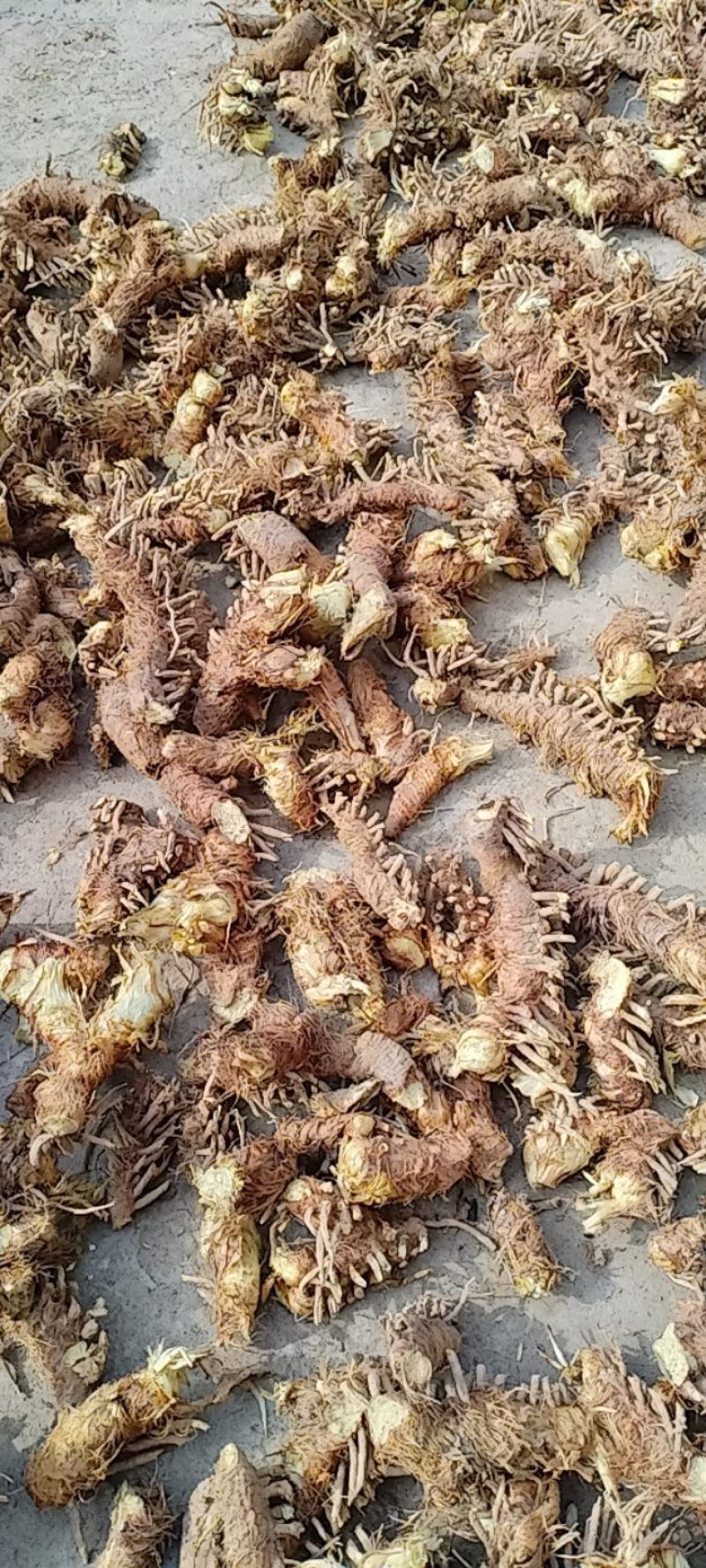 中药材种植