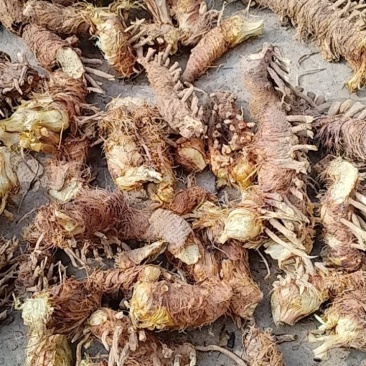 中药材种植