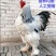 婆罗门观赏鸡/山东济宁直发/货源充足/欢迎购买
