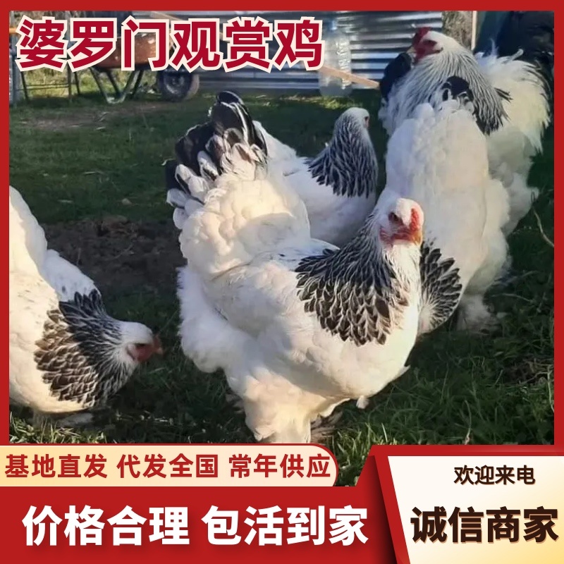 婆罗门观赏鸡/山东济宁直发/货源充足/欢迎购买