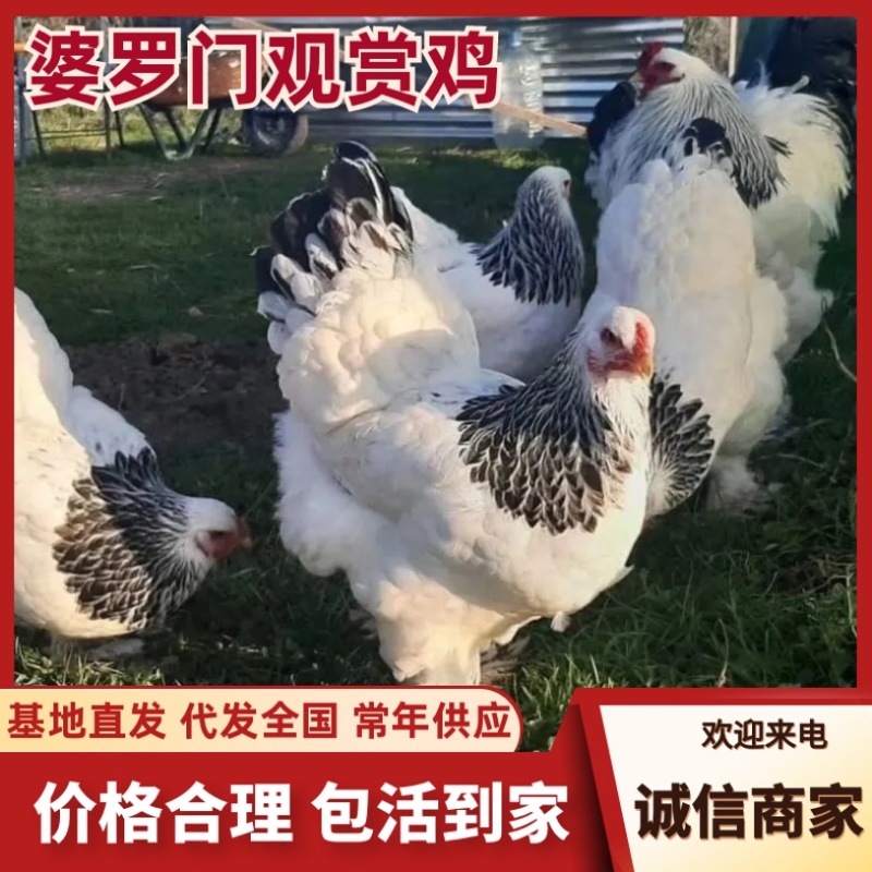 婆罗门观赏鸡/山东济宁直发/货源充足/欢迎购买