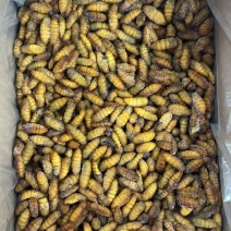 （饲料级别，高蛋白）冻蚕蛹，全国发货，大量上市，欢迎进店