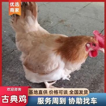 黄油古典鸡/山东嘉祥产区直发/农家自己养殖/货源充足