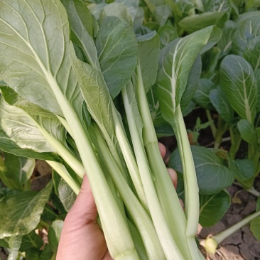 菜心大甩卖自产自销，见钱就卖，长年有货