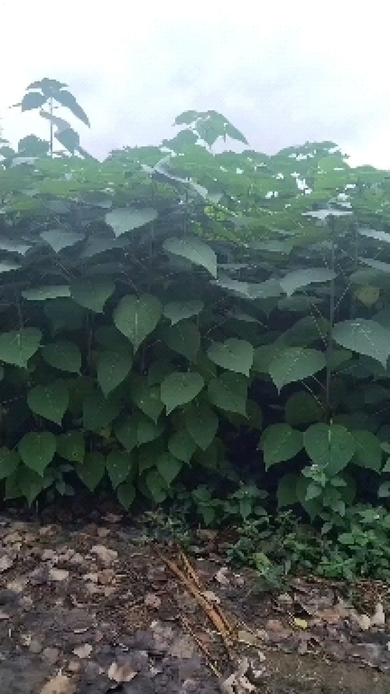 山桐子苗