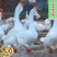 四季产蛋鹅苗/山东济宁基地养殖/货源充足/大量有货