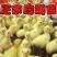 四季产蛋鹅苗/山东济宁基地养殖/货源充足/大量有货