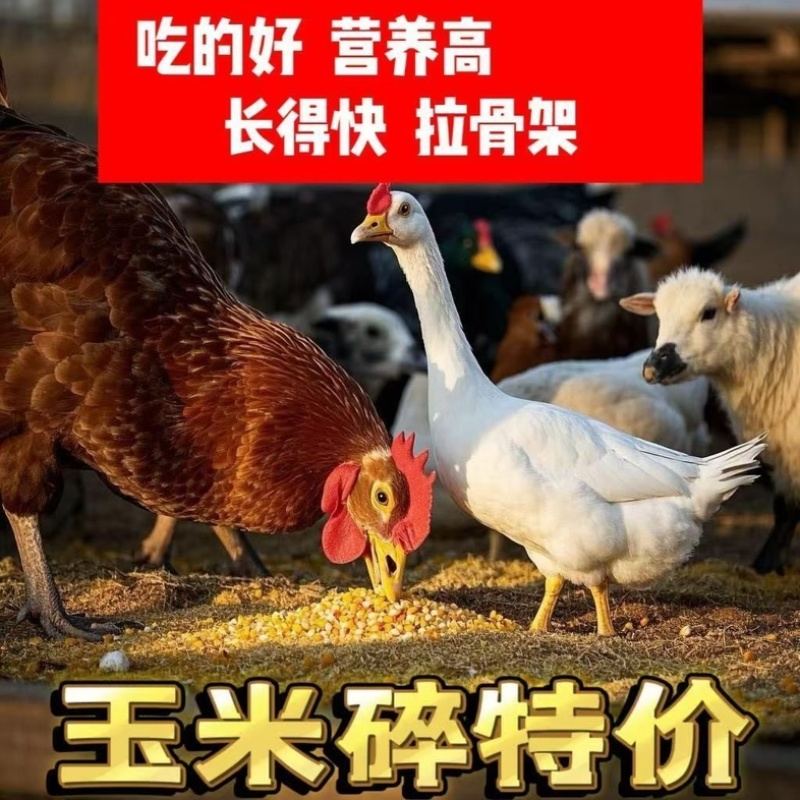 碎玉米粒/山东产区直发/货源充足/大量现货