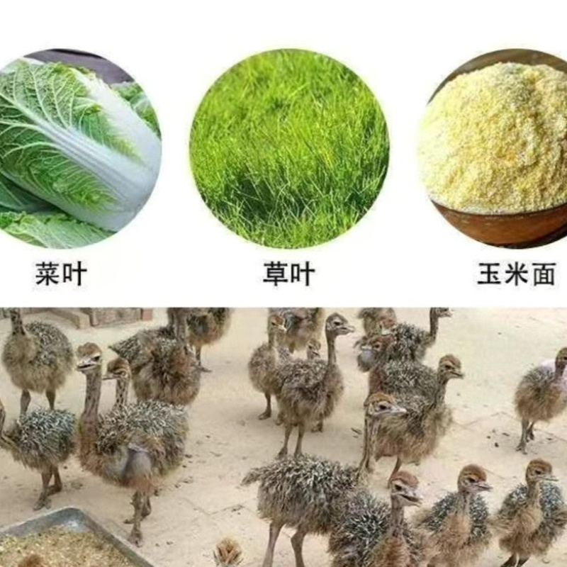非洲鸵鸟/山东济宁基地直发/货源充足/大量有货