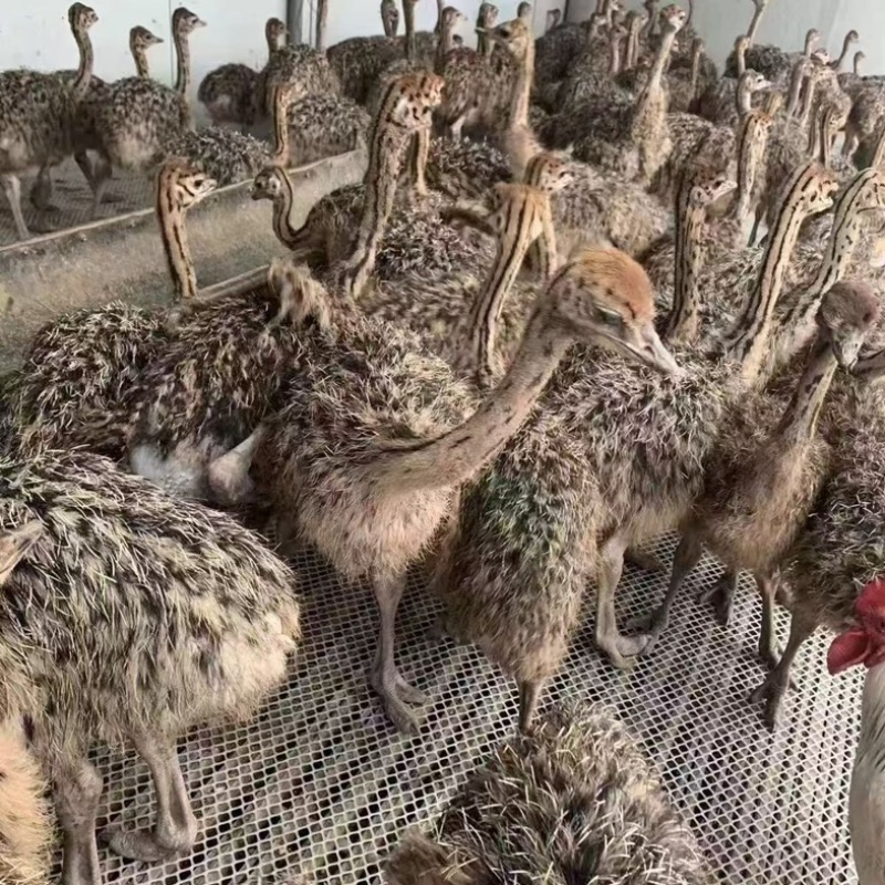 非洲鸵鸟/山东济宁基地直发/货源充足/大量有货