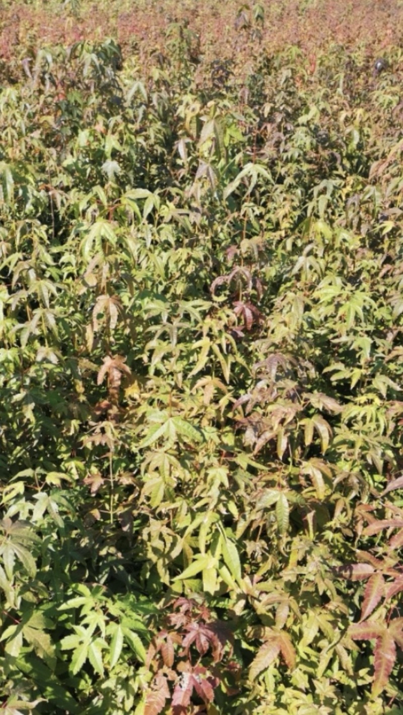 青枫：奉新县邹家苗圃基地供应规格齐全青枫杯苗和土苗