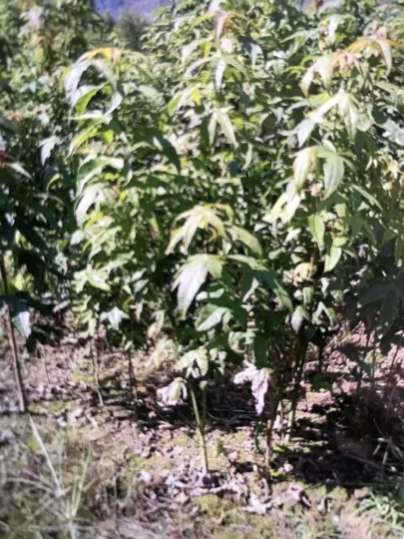 青枫：奉新县邹家苗圃基地供应规格齐全青枫杯苗和土苗