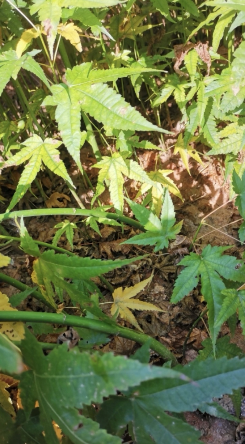 青枫：奉新县邹家苗圃基地供应规格齐全青枫杯苗和土苗
