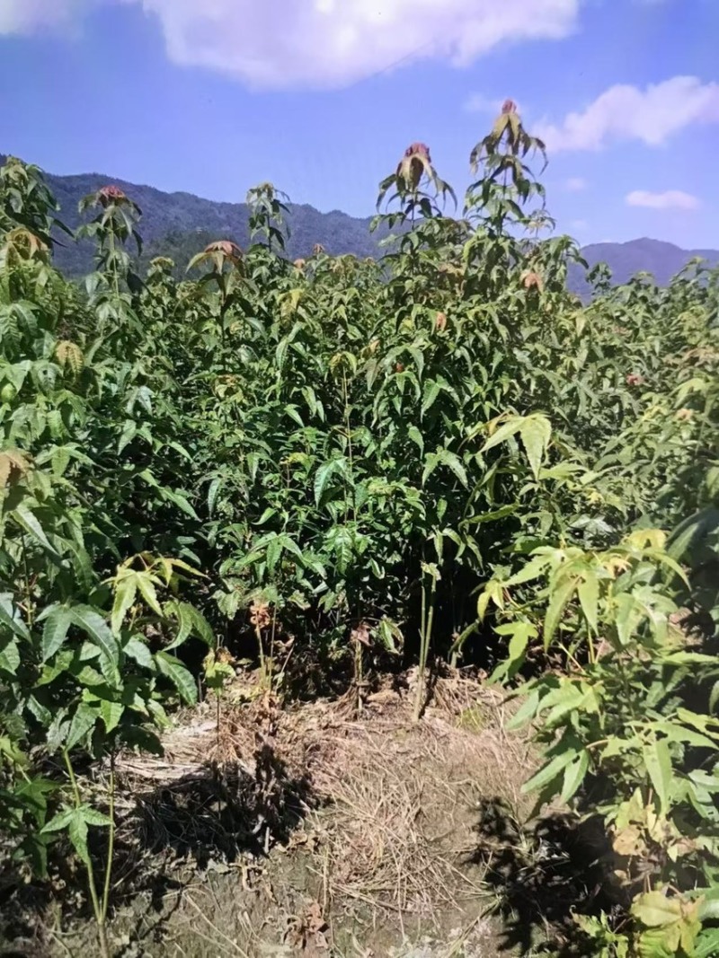 青枫：奉新县邹家苗圃基地供应规格齐全青枫杯苗和土苗