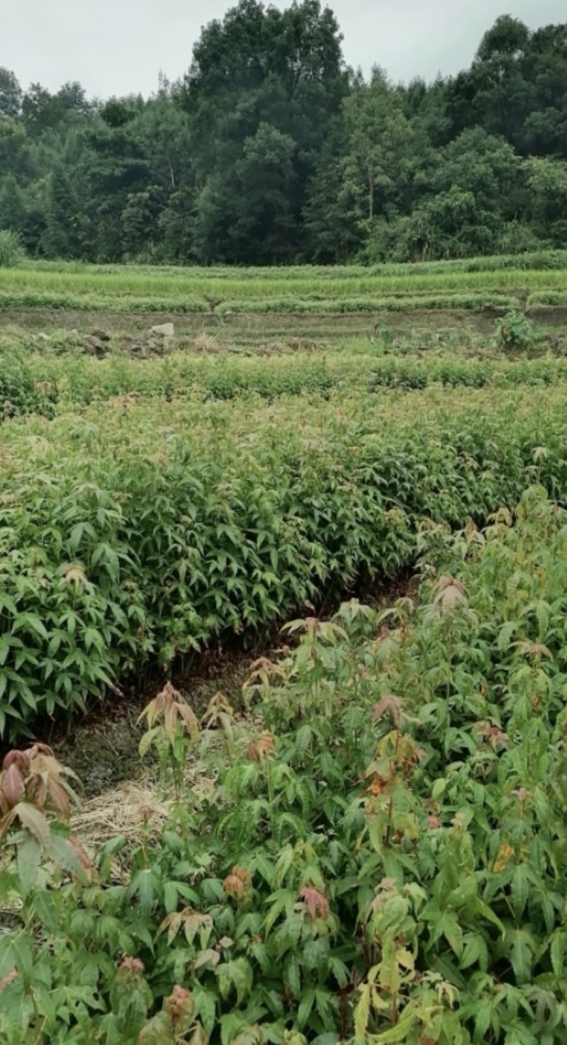 青枫：奉新县邹家苗圃基地供应规格齐全青枫杯苗和土苗