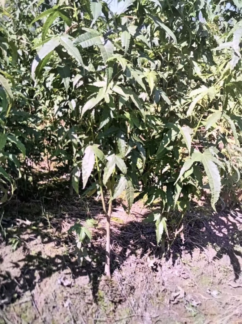 青枫：奉新县邹家苗圃基地供应规格齐全青枫杯苗和土苗