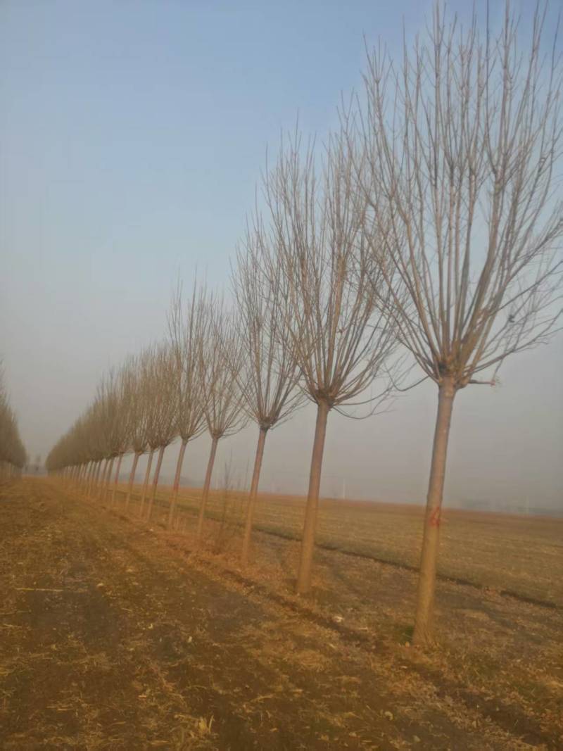 速生白蜡