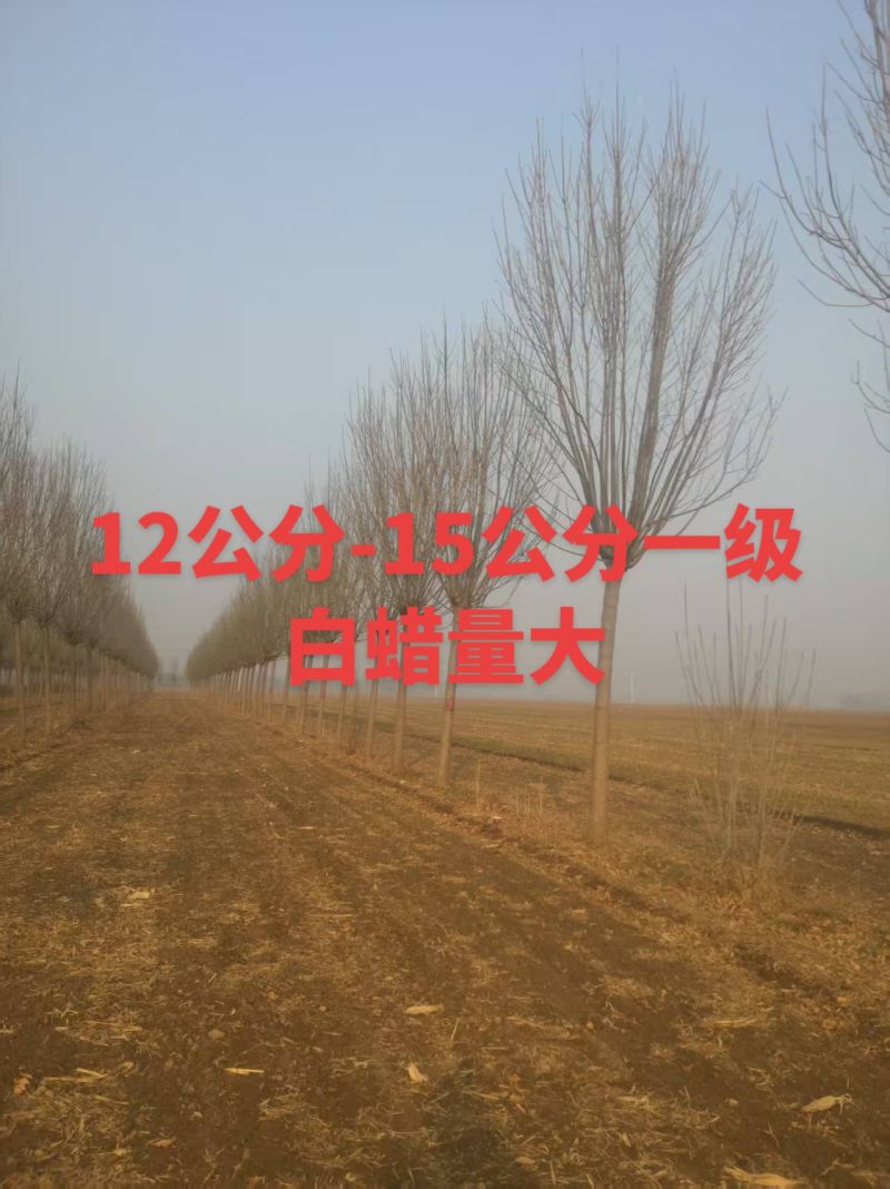 速生白蜡