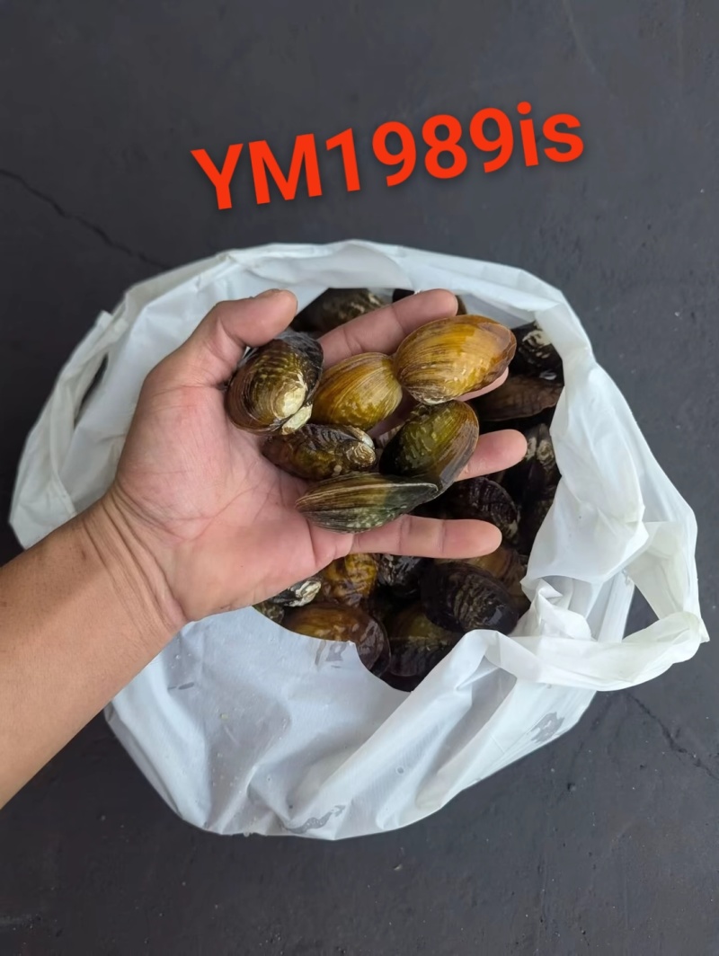 河鲜水产鲜活活贝类双淡水蛏子无泡水大蛏子新鲜散装下单前私