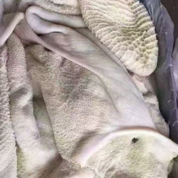 生牛肚