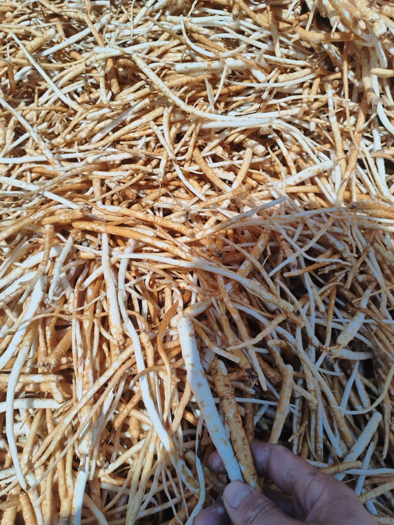 独定子金铁锁根，