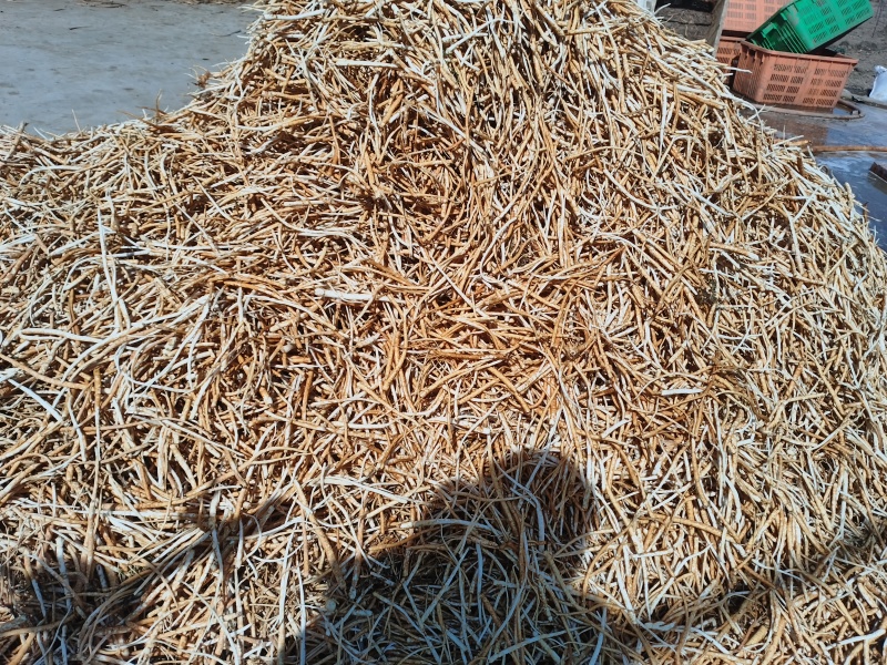 独定子金铁锁根，