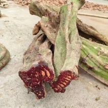 纯缅甸深山野生鸡血藤