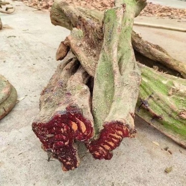 纯缅甸深山野生鸡血藤