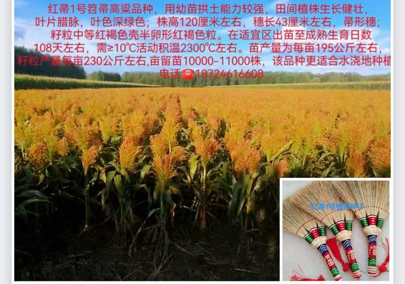 矮杆笤帚用高粱新品种抗病抗倒高产适应性强耐旱红帚1号