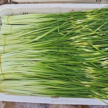 云南大理白帽蒜苔大量上市了，欢迎老板到现场看货保证质量