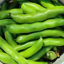 福建大蚕豆，大豆新鲜采摘，货源多多，包质量