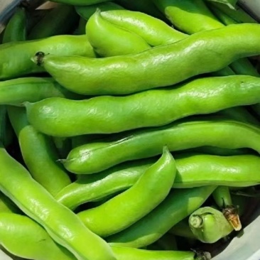 福建大蚕豆，大豆新鲜采摘，货源多多，包质量