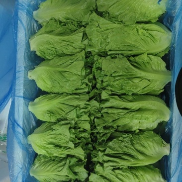 产地直发，货源稳定，质量标准，量大从优