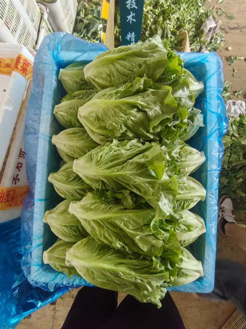 产地直发，货源稳定，质量标准，量大从优