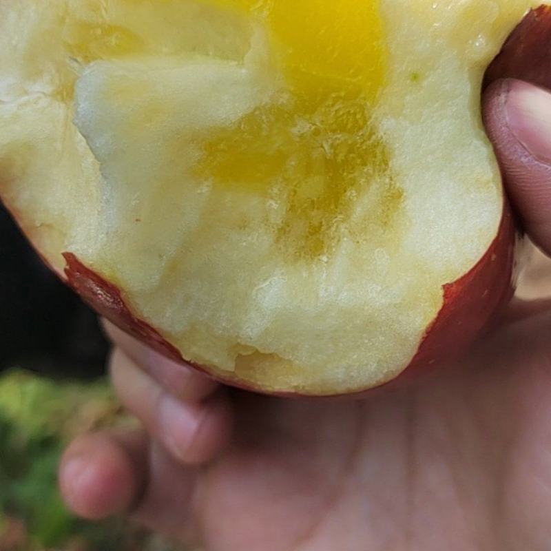 糖心苹果