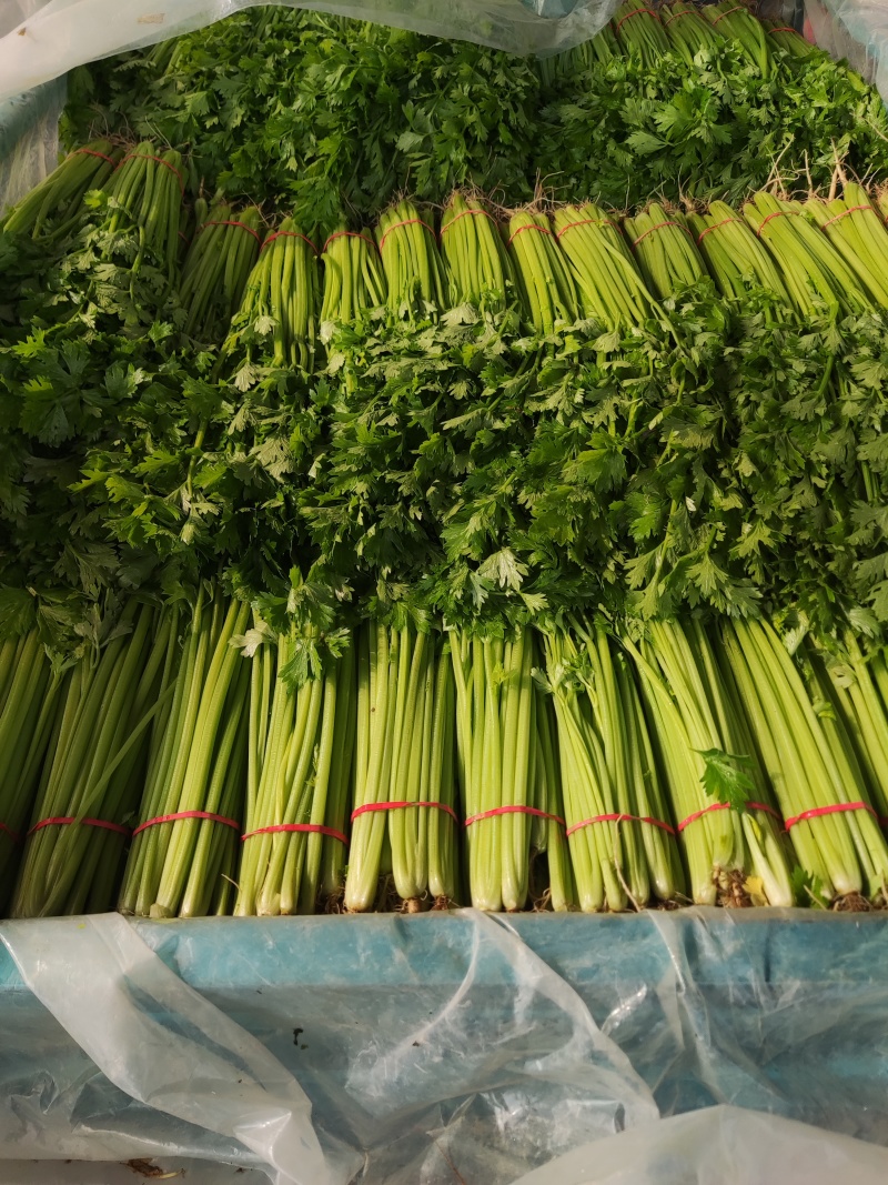 精品香芹