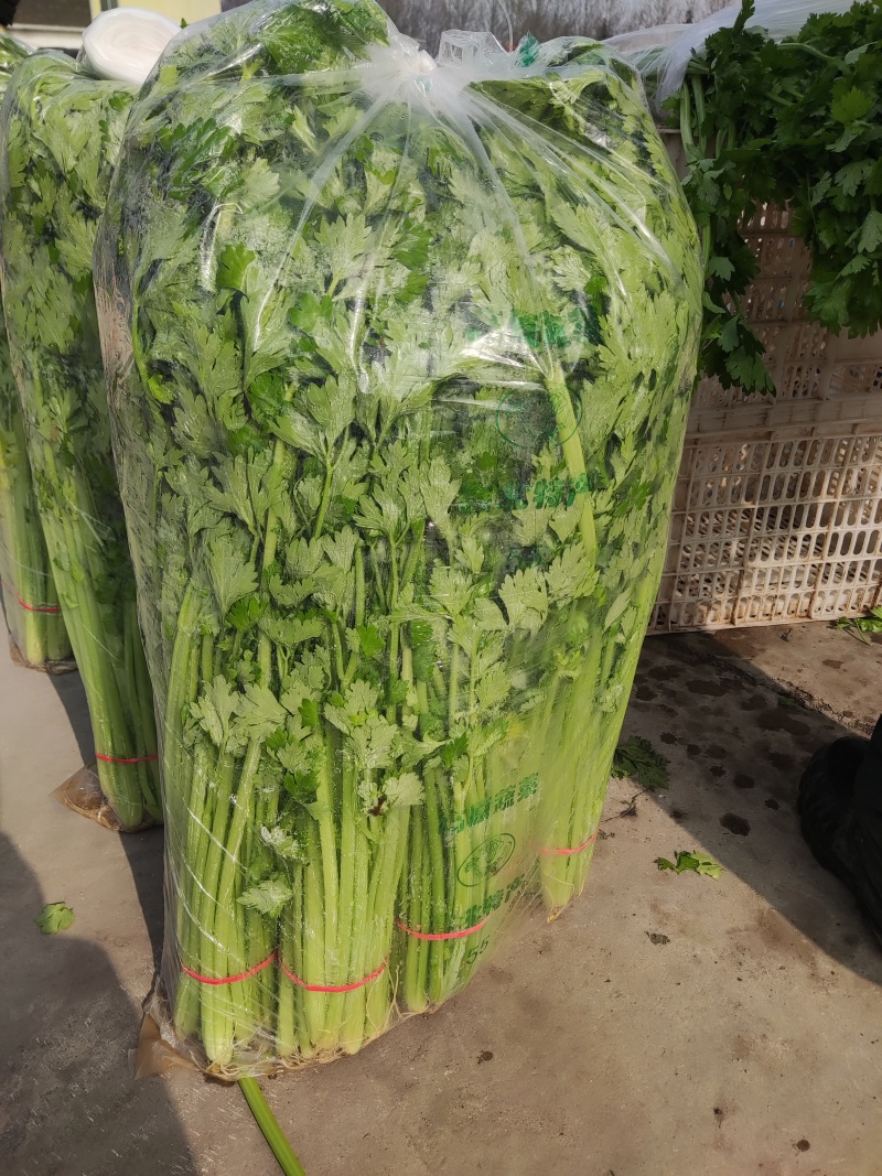 精品香芹