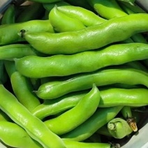 福建精品大豆，蚕豆，新鲜采摘，货源充足，