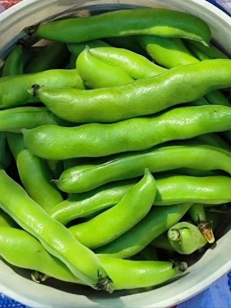 福建精品大豆，蚕豆，新鲜采摘，货源充足，