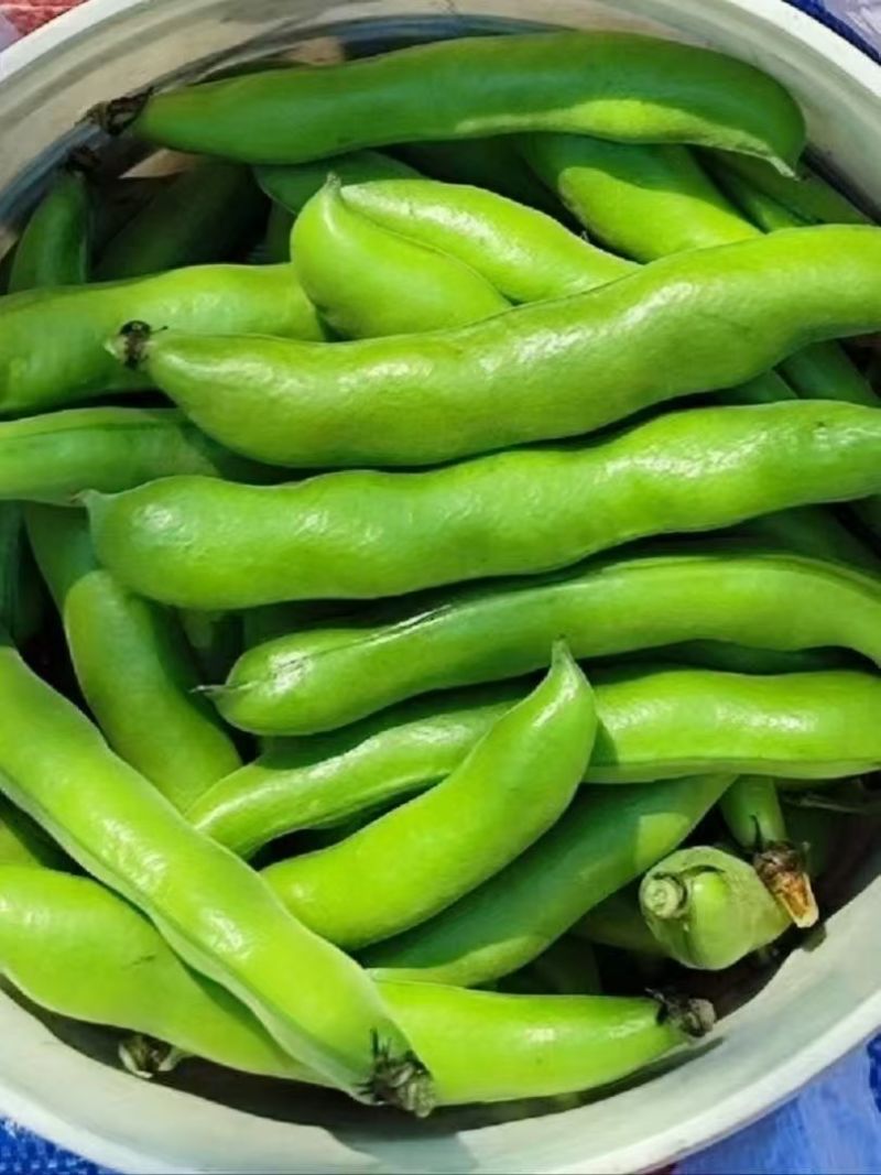 福建精品大豆，蚕豆，新鲜采摘，货源充足，