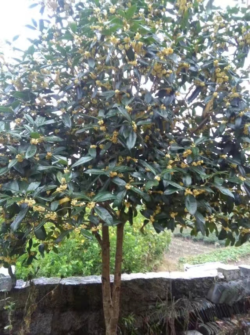 桂花