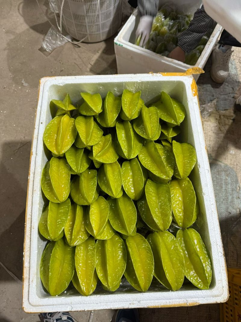 杨桃精品