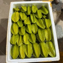 杨桃精品
